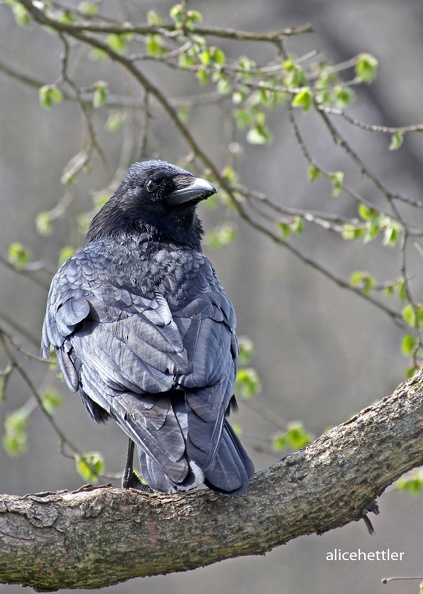 Kolkrabe (Corvus corax)